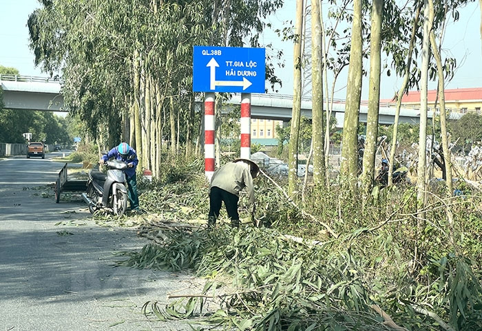 Cây xanh tại một số điểm giao cắt trên đường gom cao tốc Hà Nội - Hải Phòng đã được cắt tỉa 